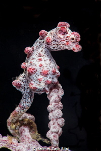 Bargibandi pygmy seahorse. by Mehmet Salih Bilal 